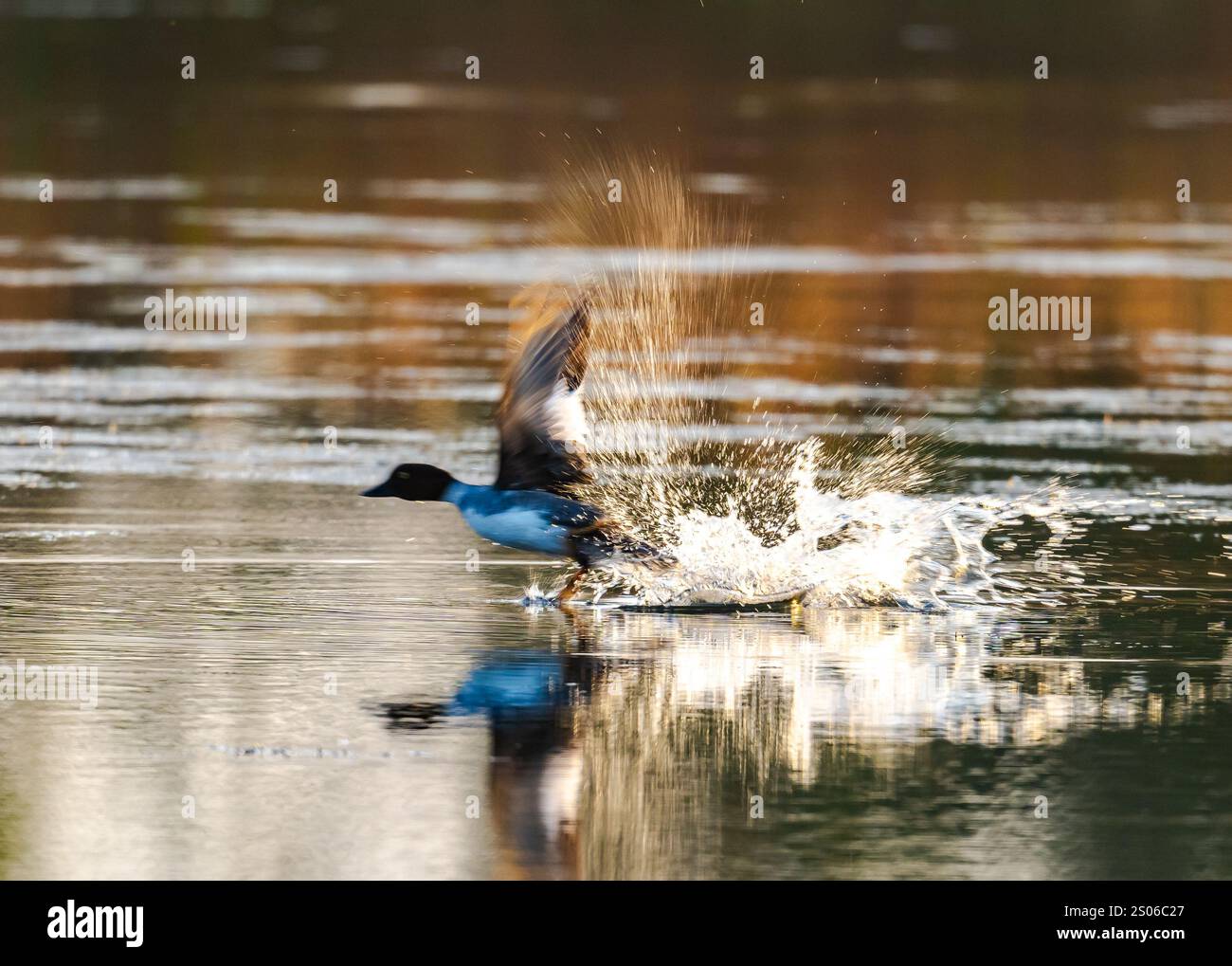 Ein gewöhnliches Goldenauge (Bucephala clangula), das aus dem Wasser abgeht. Texas, USA. Stockfoto