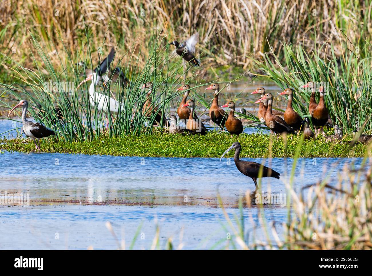 Mehrere Arten von Wasservögeln, Enten und Ibissen, Ko-Lebensraum in einem Sumpfgebiet. Texas, USA. Stockfoto