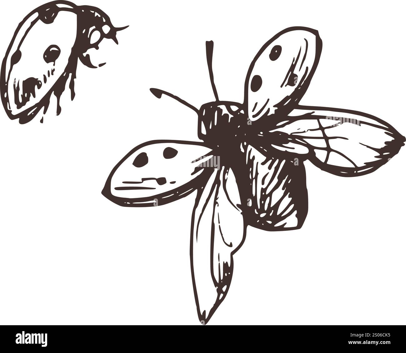 Marienkäfer mit Sprenkeln fliegen mit gespreizten Flügeln und Flügelauflagen, Dreiviertelansicht. Handgezeichnete, braune Tinte monochrom. Satz isolierter EPS Stock Vektor