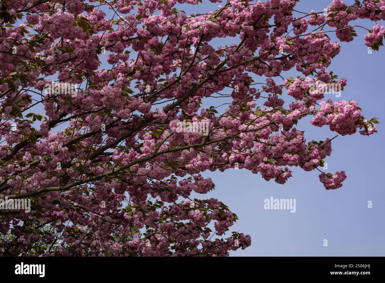 Blühende Kirschblüten mit leuchtenden rosafarbenen Blüten vor einem klaren blauen Himmel, die die Schönheit des Frühlings und die Erneuerung der Natur einfangen Stockfoto