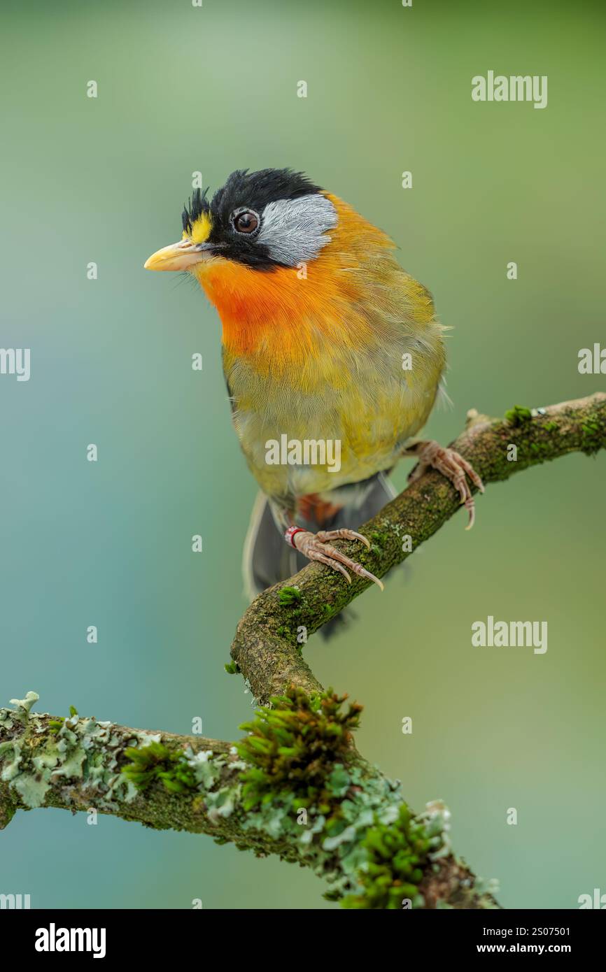 Silberohrmesie, Leiothrix argentauris Stockfoto