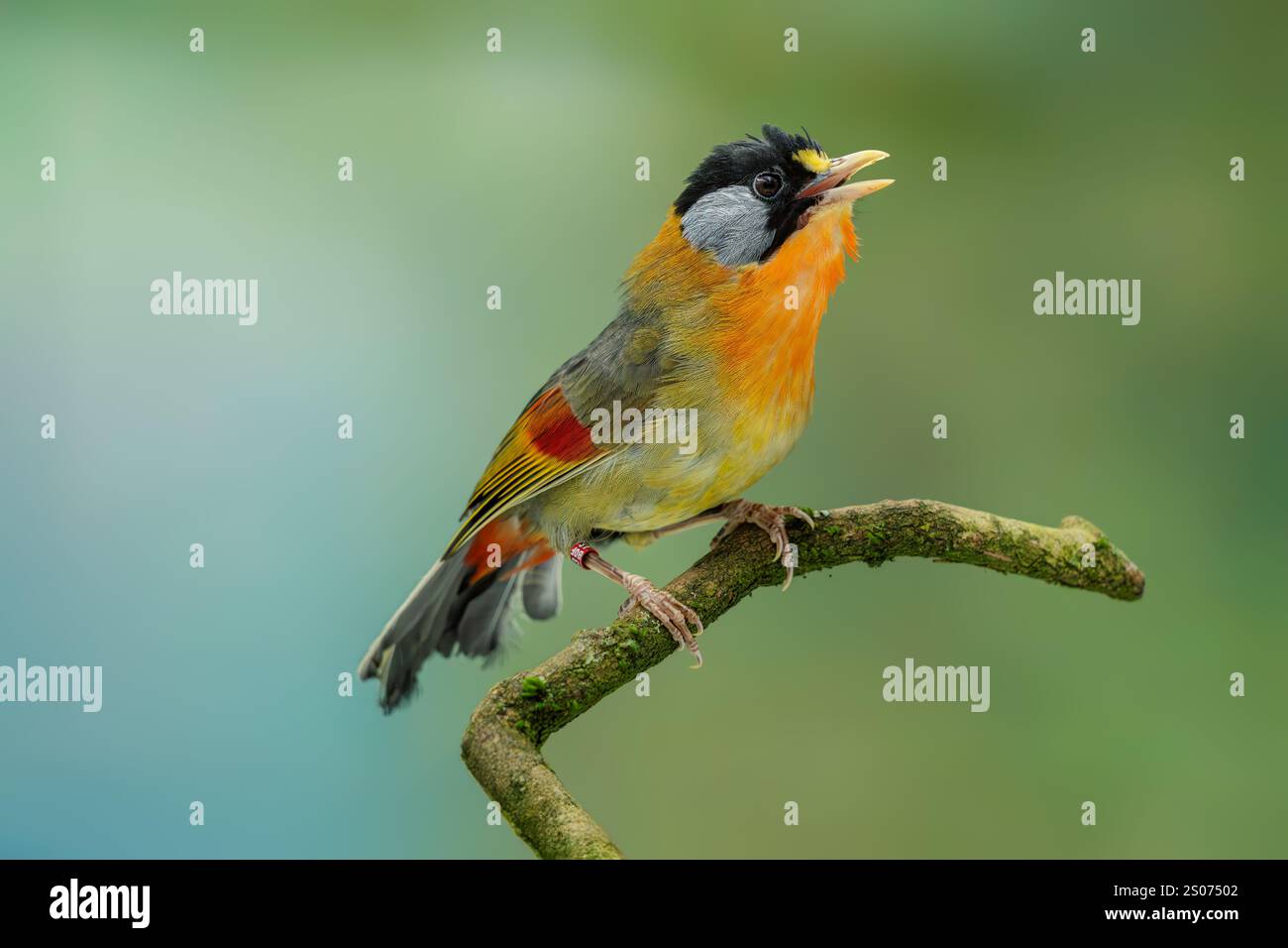 Silberohrmesie, Leiothrix argentauris Stockfoto