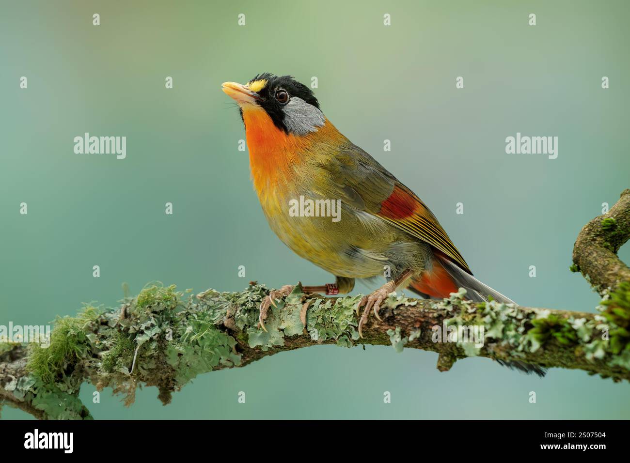 Silberohrmesie, Leiothrix argentauris Stockfoto