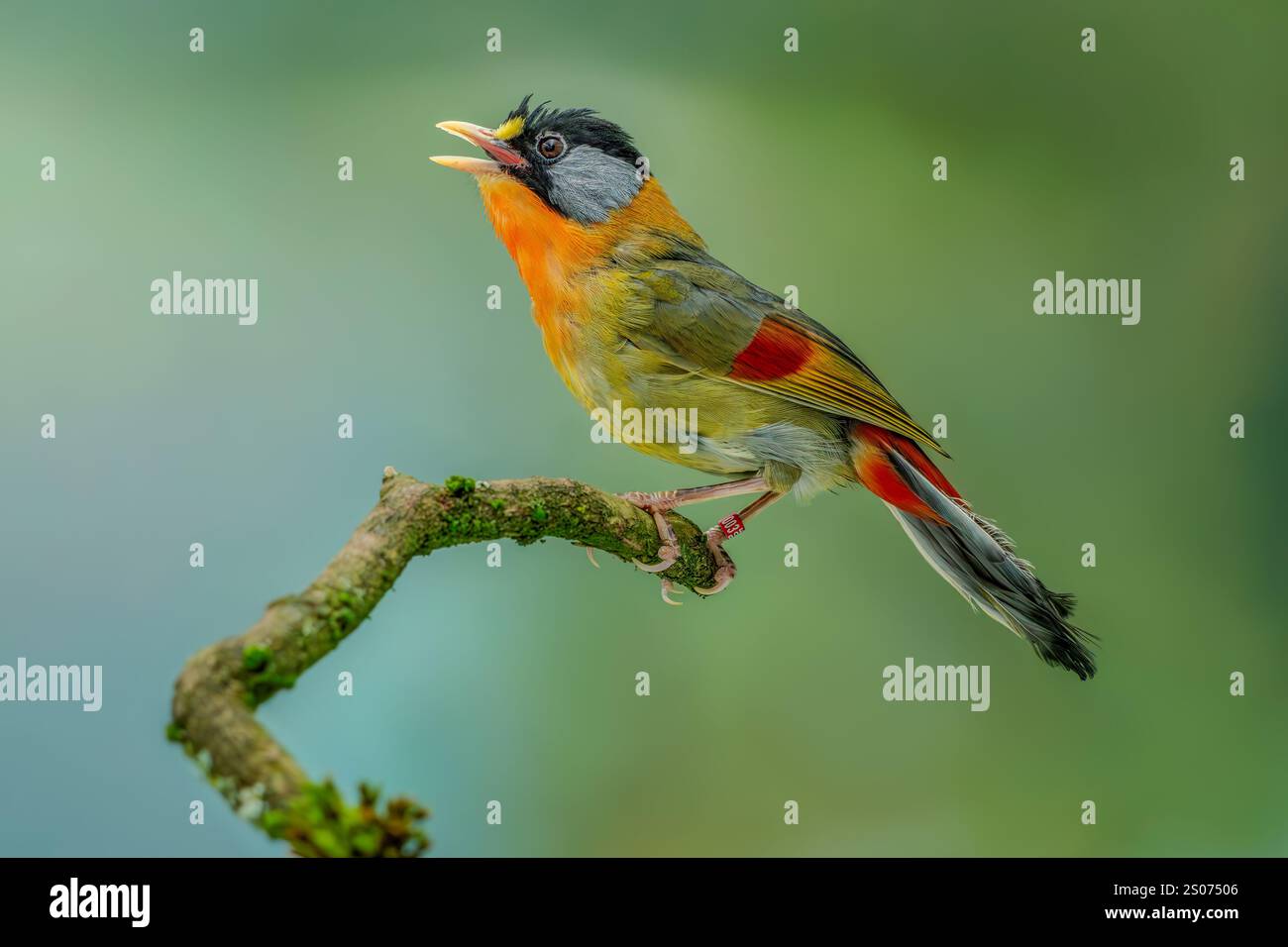 Silberohrmesie, Leiothrix argentauris Stockfoto