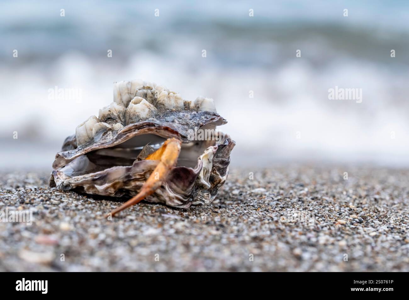 Eine Muschel mit einer Krabbe im Inneren liegt am Strand. Die Schale ist offen und die Krabbe ist innen sichtbar. Die Szene ist friedlich und ruhig, mit dem Klang Stockfoto