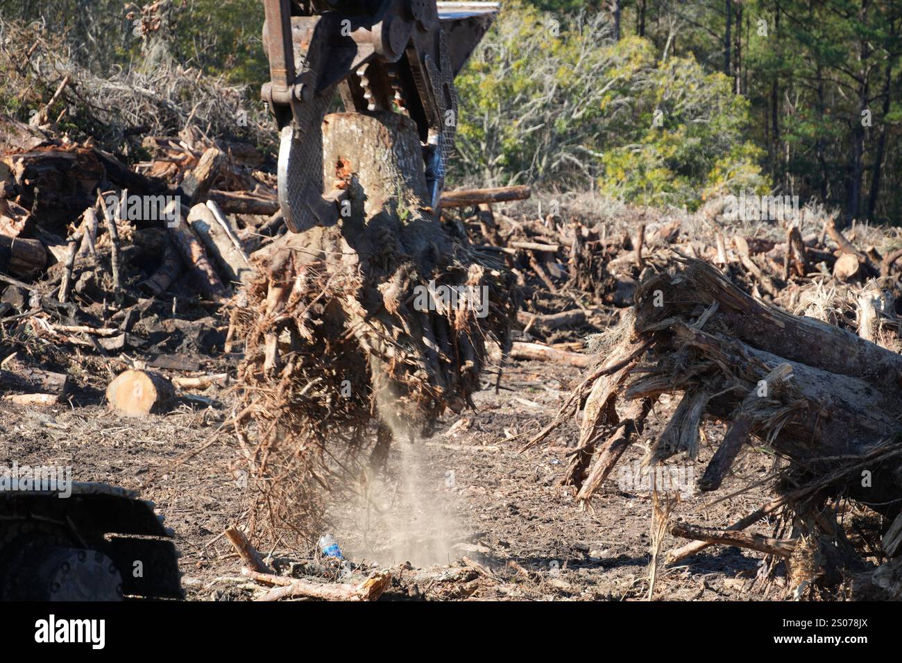 Ein Auftragnehmer des U.S. Army Corps of Engineers (USACE) stapelt Trümmer, die aus dem McIntosh County, Georgia, gesammelt wurden. USACE arbeitet mit lokalen, staatlichen und föderalen Behörden zusammen, um vegetative Trümmer aus zehn Georgia Countys zu entfernen, die von Hurrikan Helene betroffen sind: Ben Hill, Brooks, Candler, Dodge, Jenkins, Laurens, Lowndes, McIntosh, Montgomery und Screven. Stockfoto