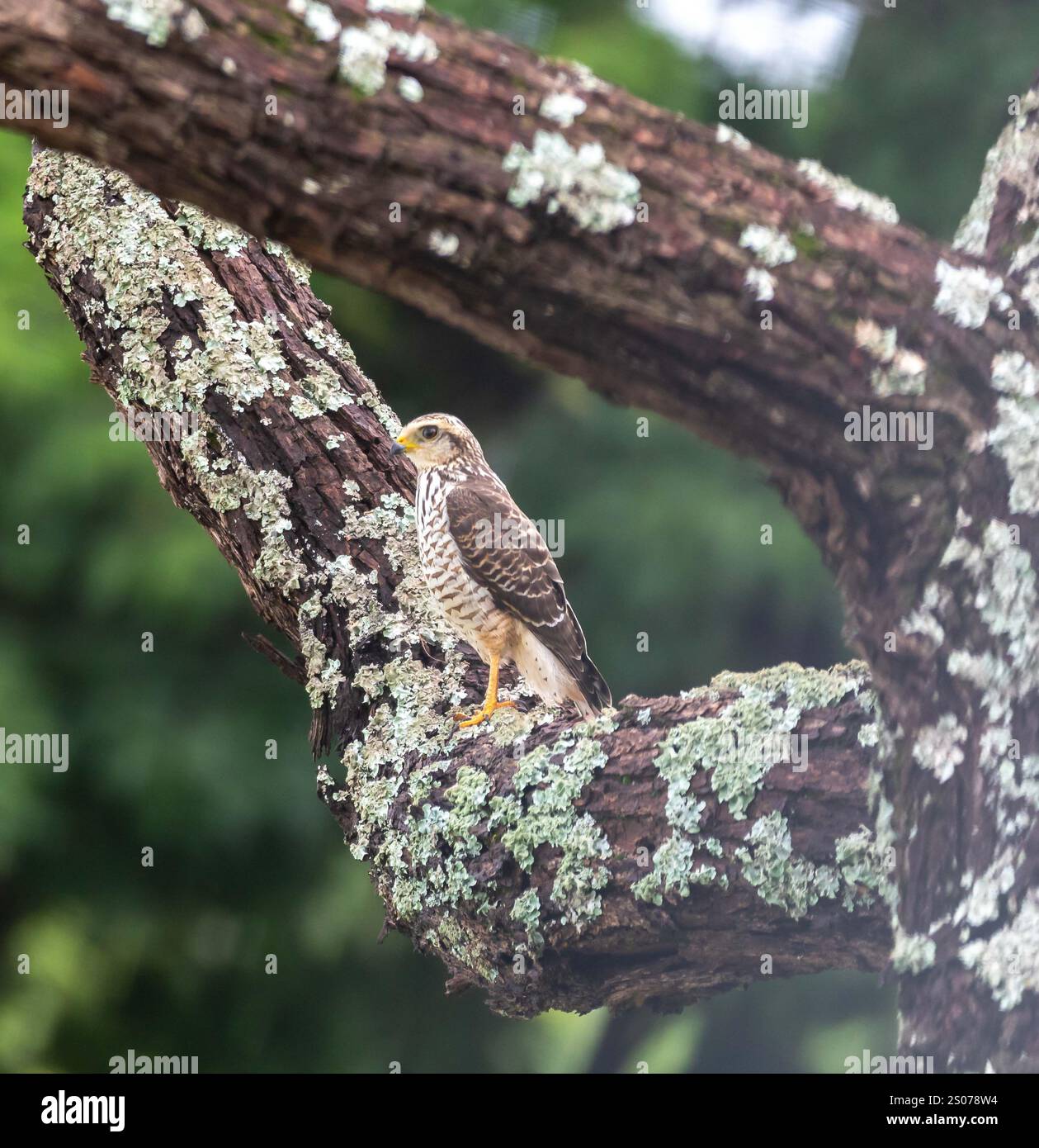 Kleiner carijó Falke Rupornis magnirostris Stockfoto