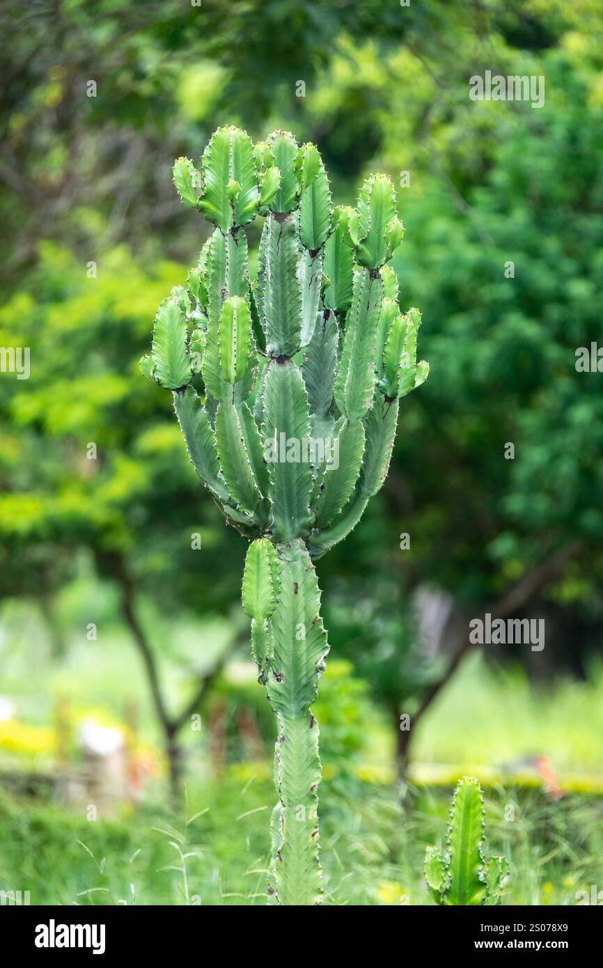 Grüne tropische Kakteen isoliert Stockfoto