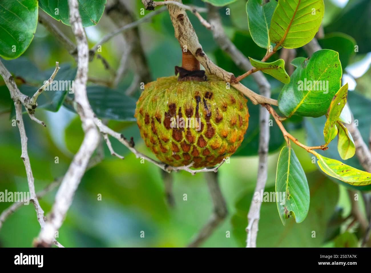 Marolo (Annona crassiflora), typische Frucht Zentralbrasiliens, exotische und seltene Früchte Stockfoto