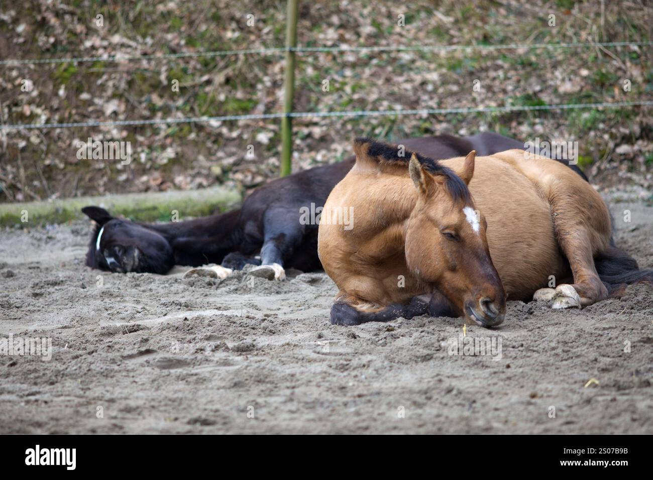 Zwei Pferde schlafen Stockfoto