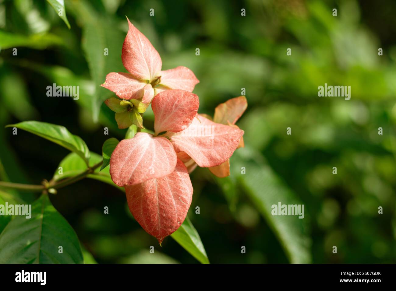 Aschanti-Blut von hellrosa Blüten sternförmige Blüten in kleinen Clustern angeordnet. Buddhas Lampe. Mussaenda-Arten sind eine Gattung von Sträuchern, die für t geschätzt werden Stockfoto