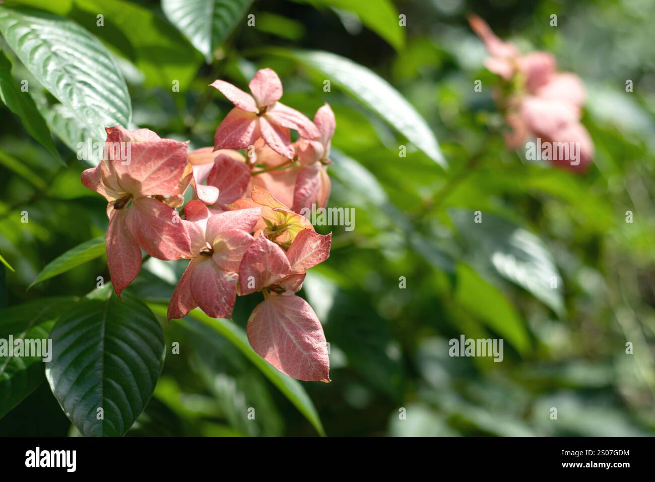 Eine Gruppe hellrosa Blumen. Buddhas Lampe mit kleinen gelben, sternförmigen Blumen, die in kleinen Gruppen angeordnet sind. Der äußere Teil der Blüte ist hell Stockfoto