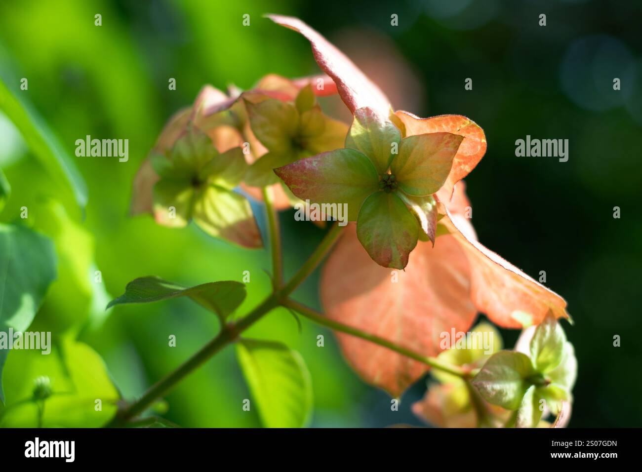 Eine Gruppe hellrosa Blumen. Sternförmige Blumen, die in kleinen Gruppen angeordnet sind. Buddhas Lampe. Mussaenda philippica ist ein kleiner Baum oder Sträucher, der endemisch ist Stockfoto