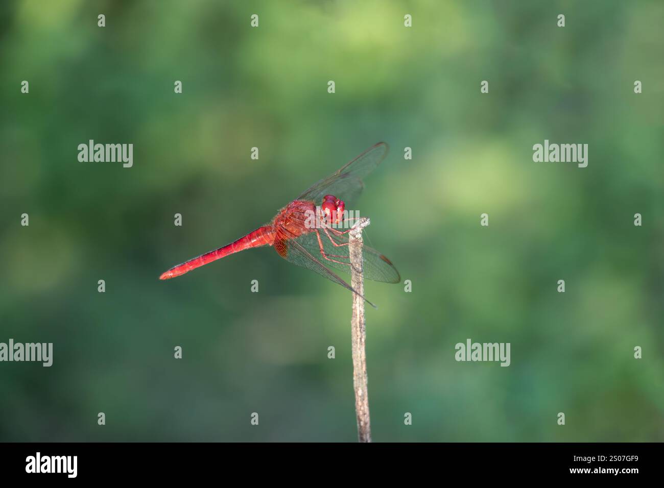 Eine rote und graue Grasshopper Grasshopper, eine Gruppe von springenden Insekten, die in einer Vielzahl von Lebensräumen gefunden werden. Grashüpfer sind in der größten Zahl i zu finden Stockfoto