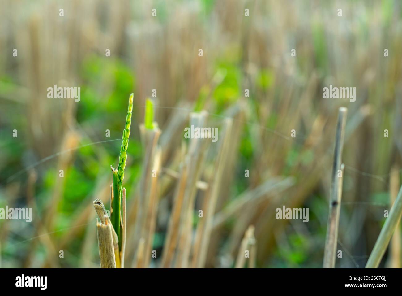 Paddy wird in der Regel in Ebenen Becken angebaut, die für die meiste Zeit der Vegetation überflutet werden. Paddy wird zu Reis gemacht. Reis ist das Grundnahrungsmittel der Menschen in Stockfoto