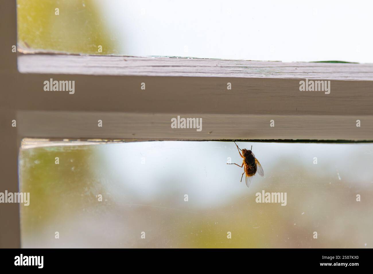 Blowfly Bluebottle Fliege Calliphoridae in einem Innenfenster eines Hauses Stockfoto