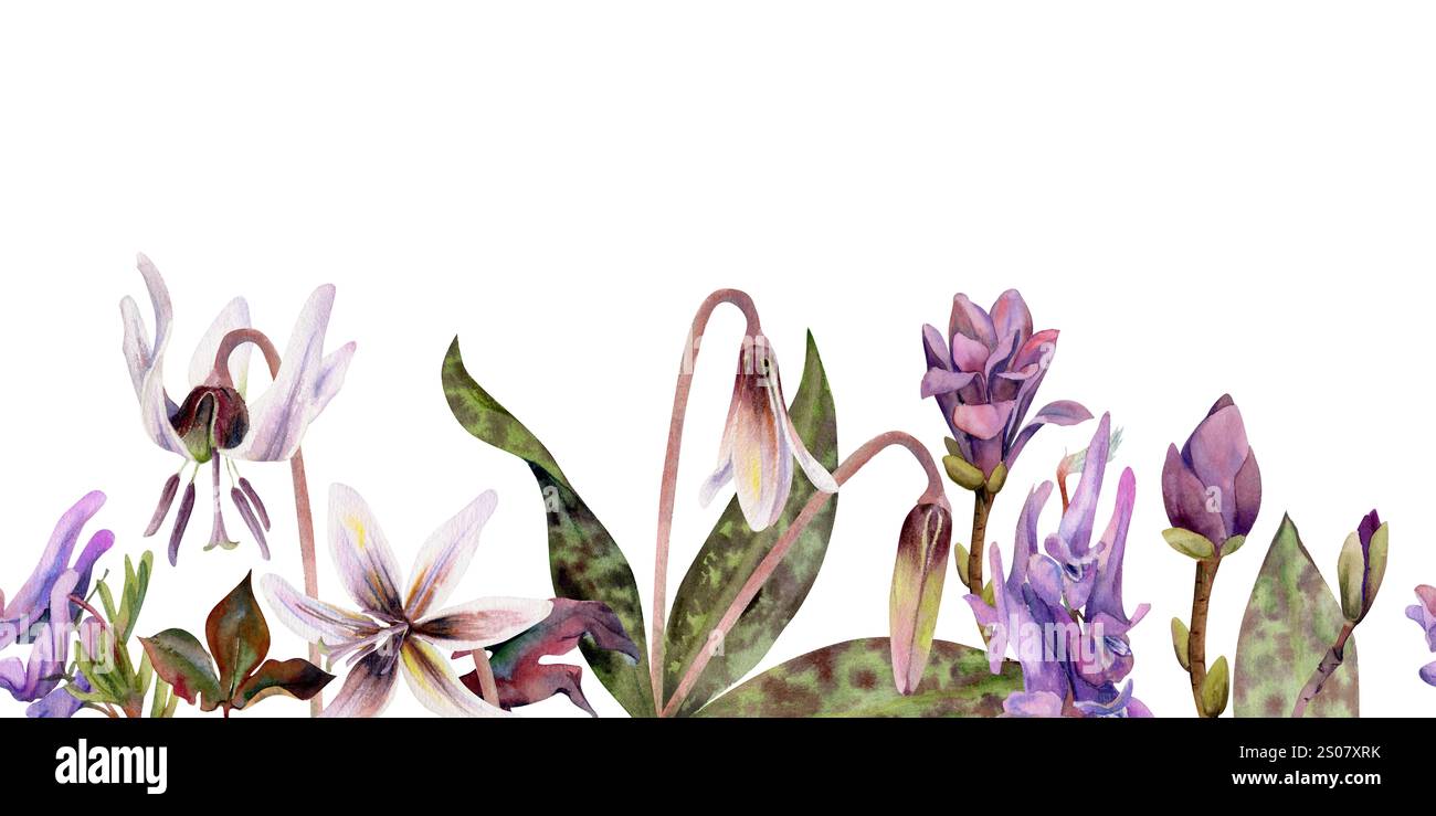 Frühlingsblumen, weiße Erythronium-Forellenlilie, malve Magnolie camelia Knospe, lila corydalis-Wicke Orchidee, handgezeichnet in Aquarellen. Nahtloses Banner Stockfoto