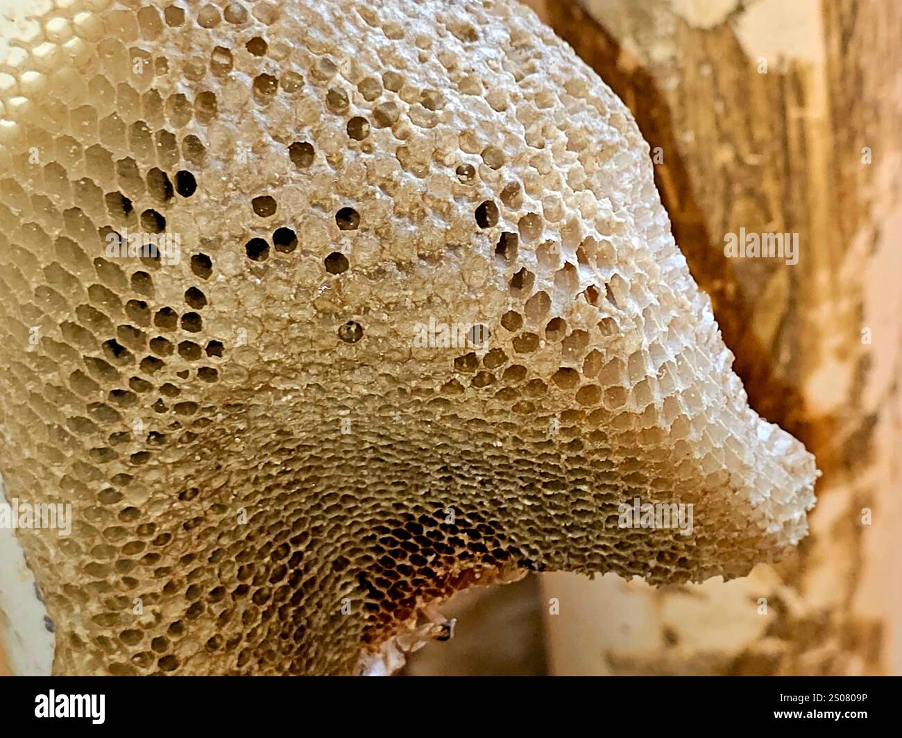 Honigwaben, eine Masse sechseckiger prismatischer Zellen, die von Honigbienen in ihren Nestern aus Bienenwachs gebaut wurden, um ihre Brut, Eier, Larven, Puppen und Stangen aufzunehmen Stockfoto