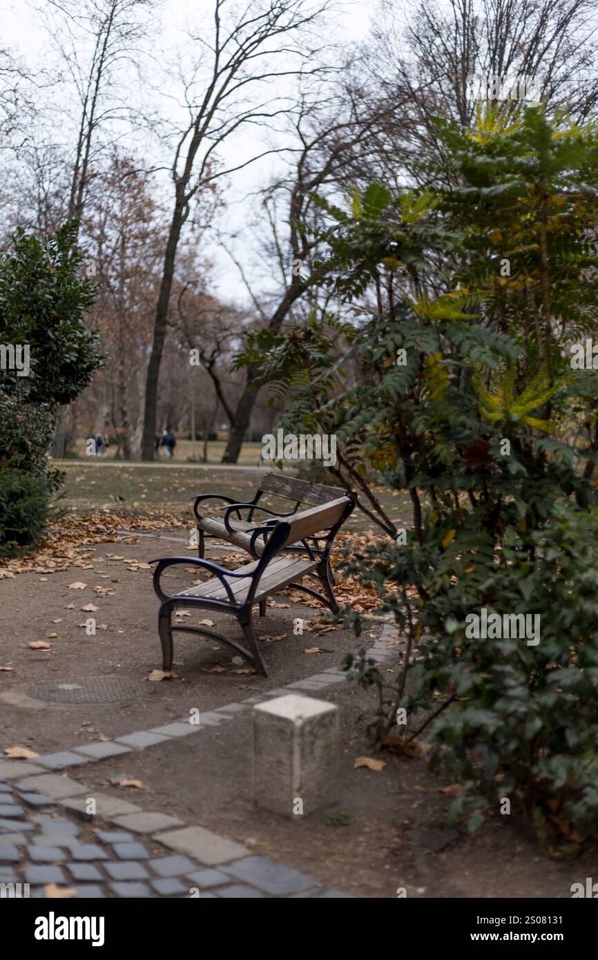 Holzbänke umgeben von trockenen Herbstblättern in einer ruhigen Parklandschaft Stockfoto