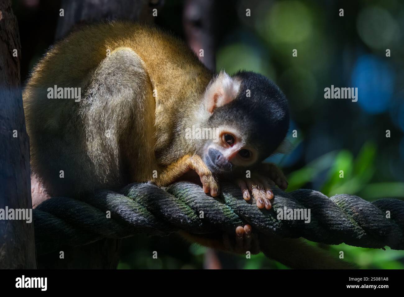 Bolivianische Eichhörnchenaffen sind kleine, weiße Affen mit schwarzer Nase und Schnalle. Ihr Fell variiert in der Farbe von Braun und Grau bis Gold. Stockfoto