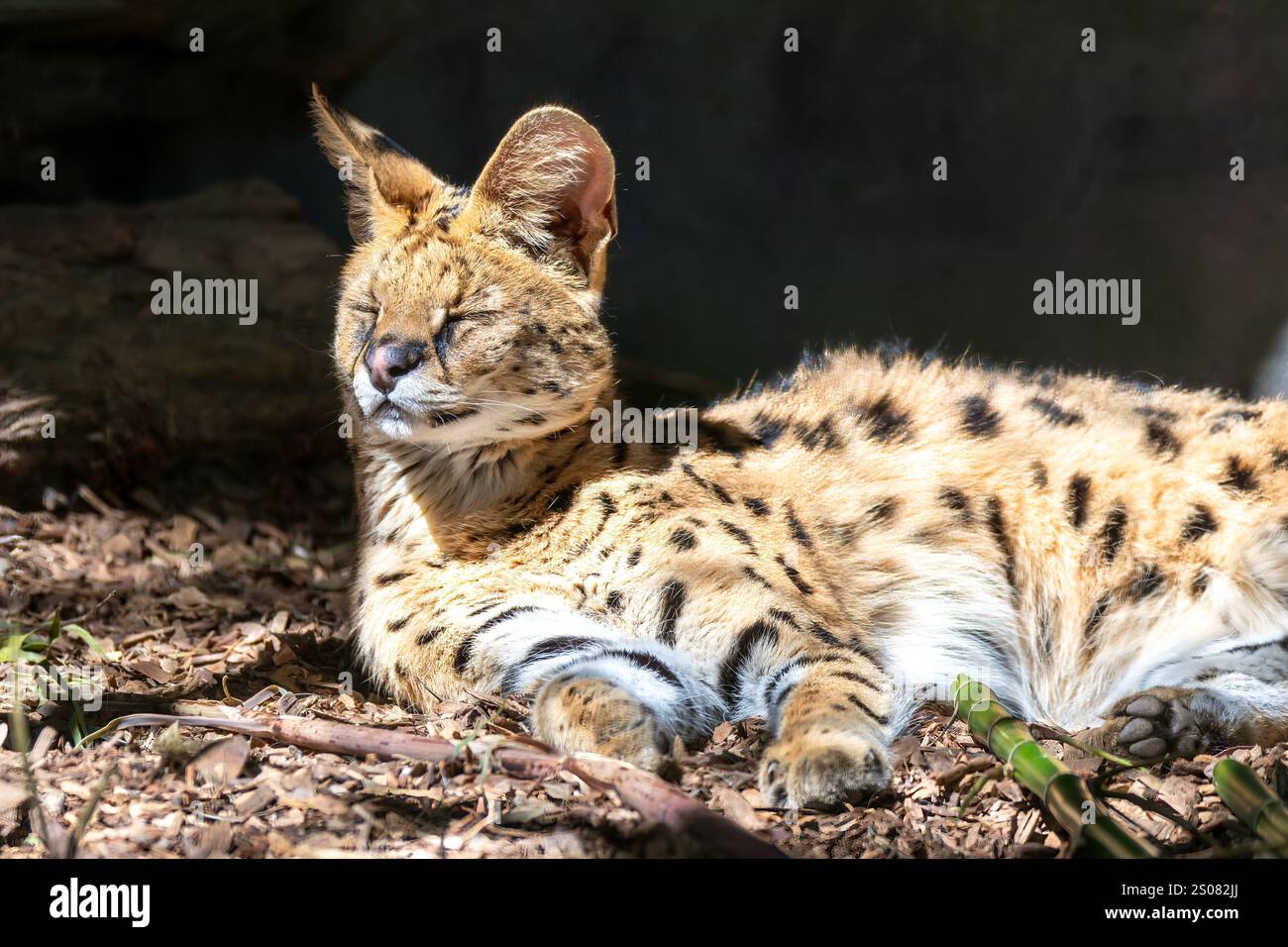 Die Afrikanische Serval ist eine mittelgroße Wildkatze mit großen Ohren und geflecktem Fell und heimisch in Afrika. Stockfoto