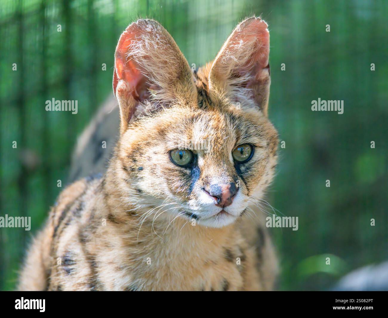 Die Afrikanische Serval ist eine mittelgroße Wildkatze mit großen Ohren und geflecktem Fell und heimisch in Afrika. Stockfoto