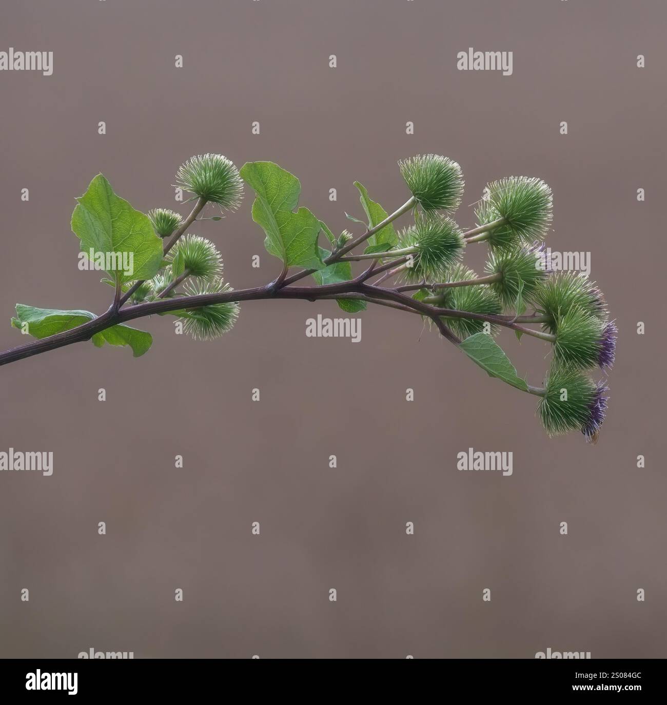 Blumenkopf der Klette bzw. Arctium lappa, Rheinland, Deutschland Stockfoto