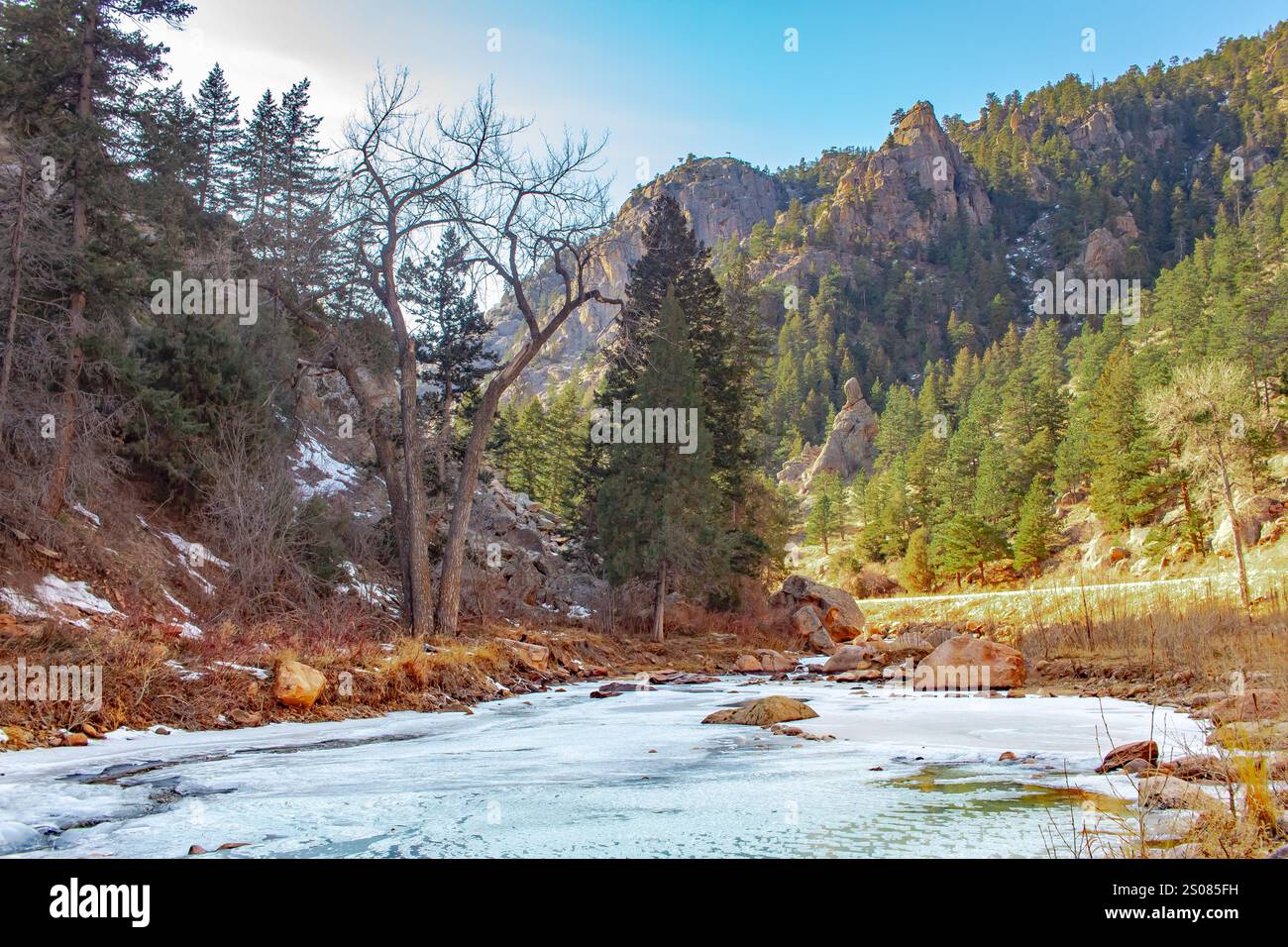 Kiefer in einer gefrorenen Bergwaldlandschaft im Rocky Mountain National Park Denver Colorado. Foto an einem klaren blauen Himmel Stockfoto