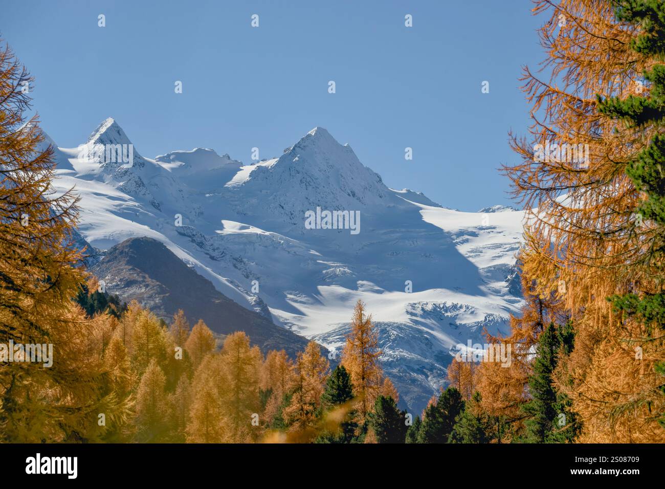 Val Roseg im Herbst mit Blick auf den Gletscher Vadret de Roseg. Goldgelbe Lärchenwälder des Berninamassivs bei Pontresina (Graubünden, Unteren Stockfoto