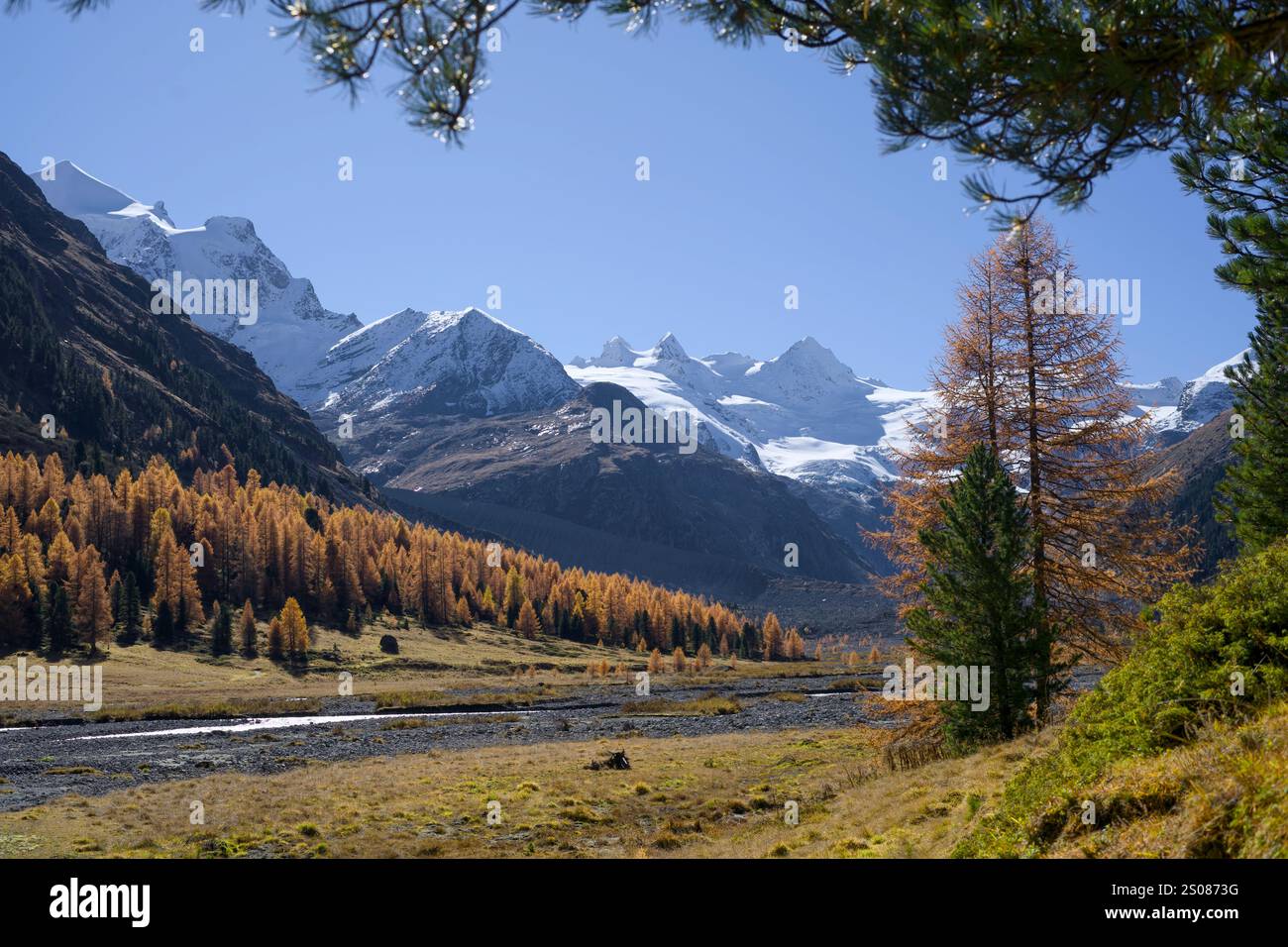 Val Roseg im Herbst mit Blick auf den Gletscher Vadret de Roseg. Goldgelbe Lärchenwälder des Berninamassivs bei Pontresina (Graubünden, Unteren Stockfoto