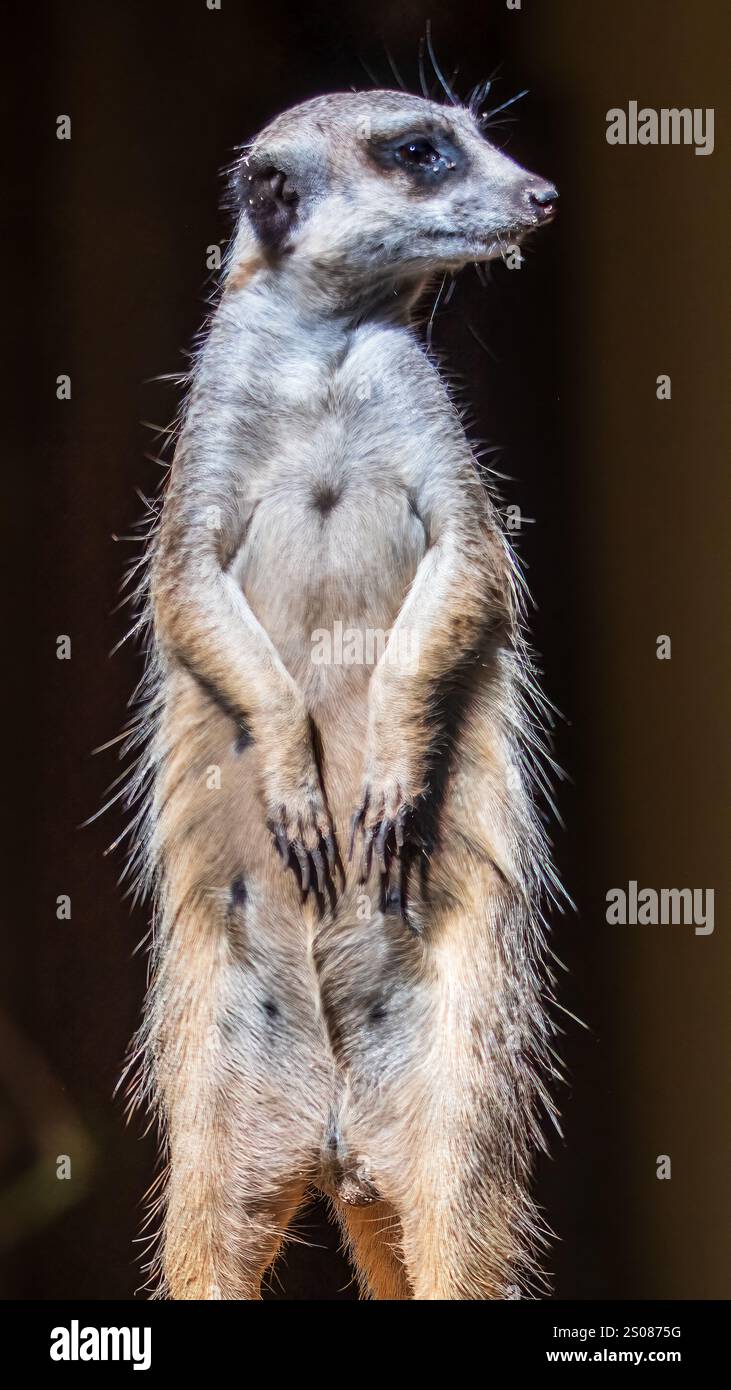 Das Erdmännchen (Suricata suricatta) oder suricate ist ein kleiner Mungo, der im südlichen Afrika gefunden wird. Stockfoto