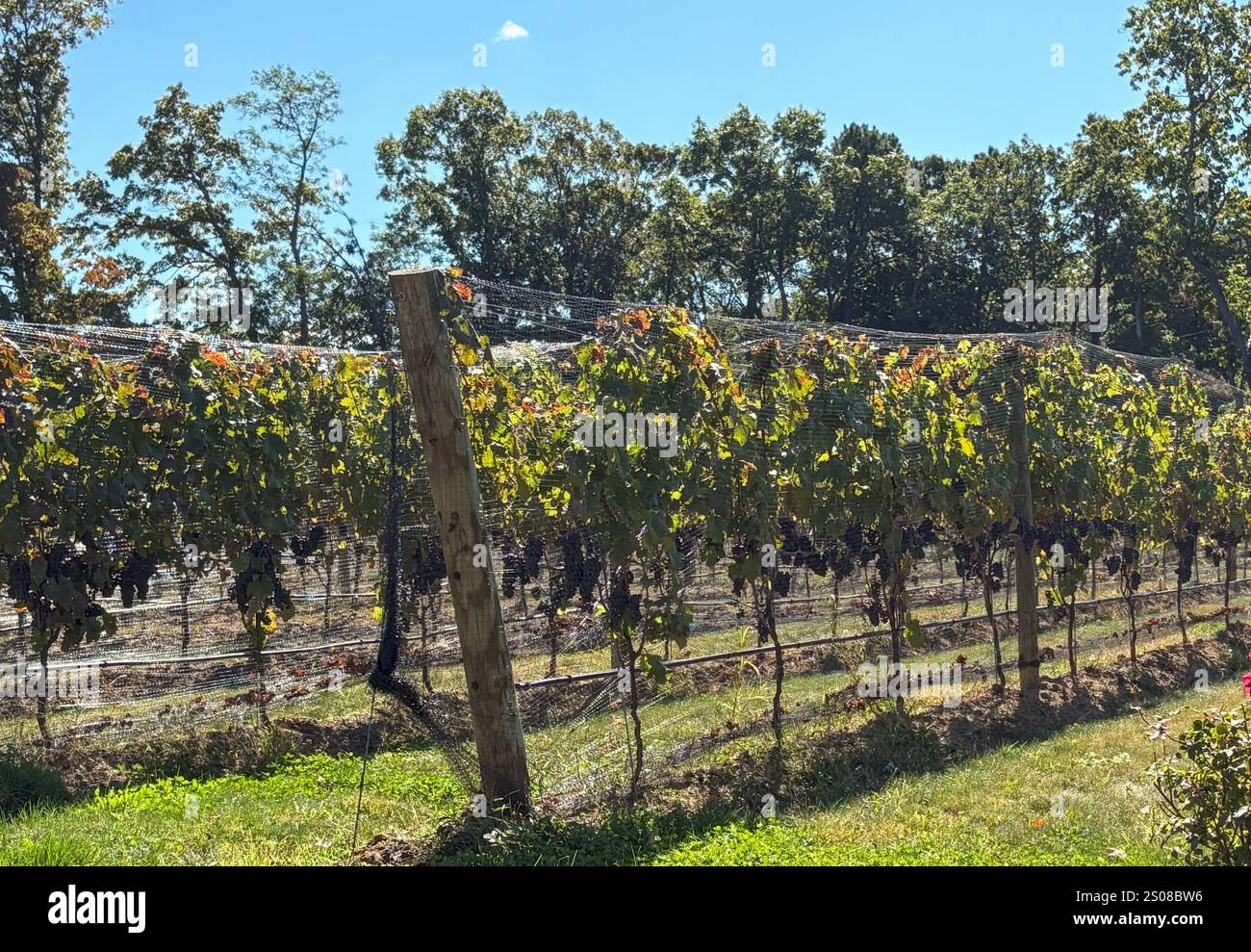 Sonnendurchflutete Weinreben erstrecken sich über Reihen in einem Weinberg, mit Bäumen im Hintergrund an einem klaren Nachmittag. Stockfoto