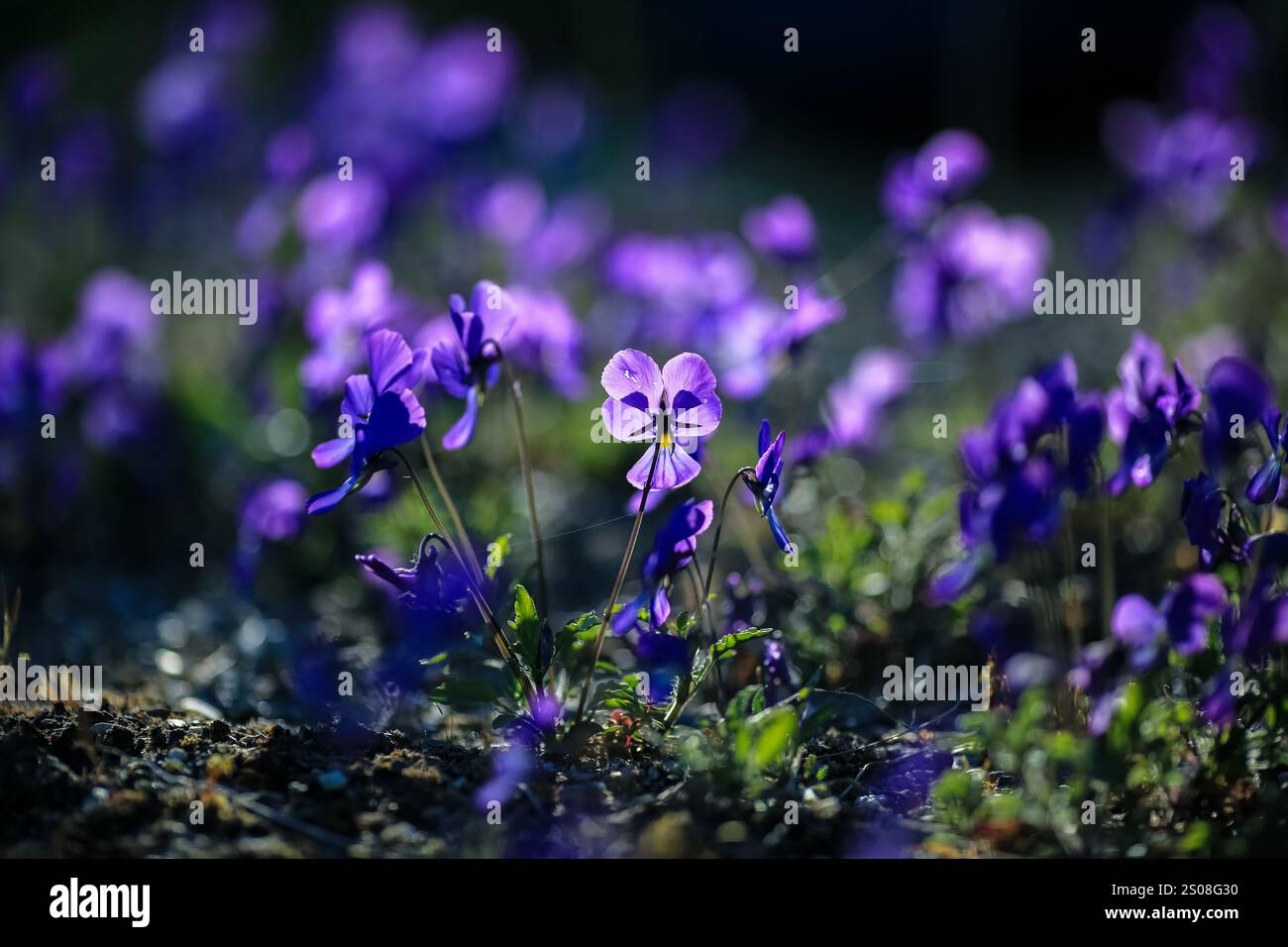 Viola corsica ist eine schnell wachsende Laubblättrige, immergrüne oder halbimmergrüne Staude mit grünem Laub. Im Frühling und Sommer blau und lila fl Stockfoto