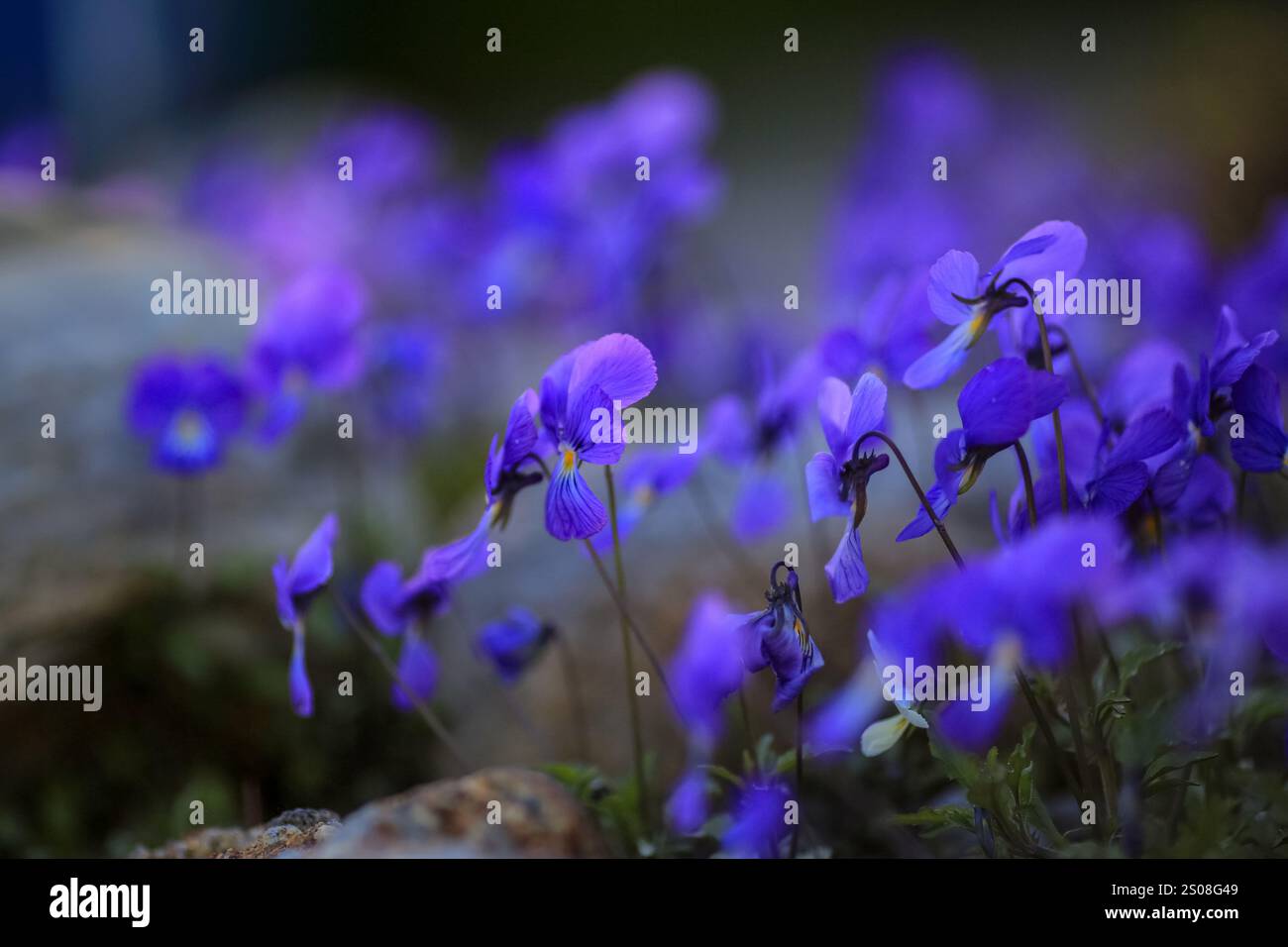 Viola corsica ist eine schnell wachsende Laubblättrige, immergrüne oder halbimmergrüne Staude mit grünem Laub. Im Frühling und Sommer blau und lila fl Stockfoto