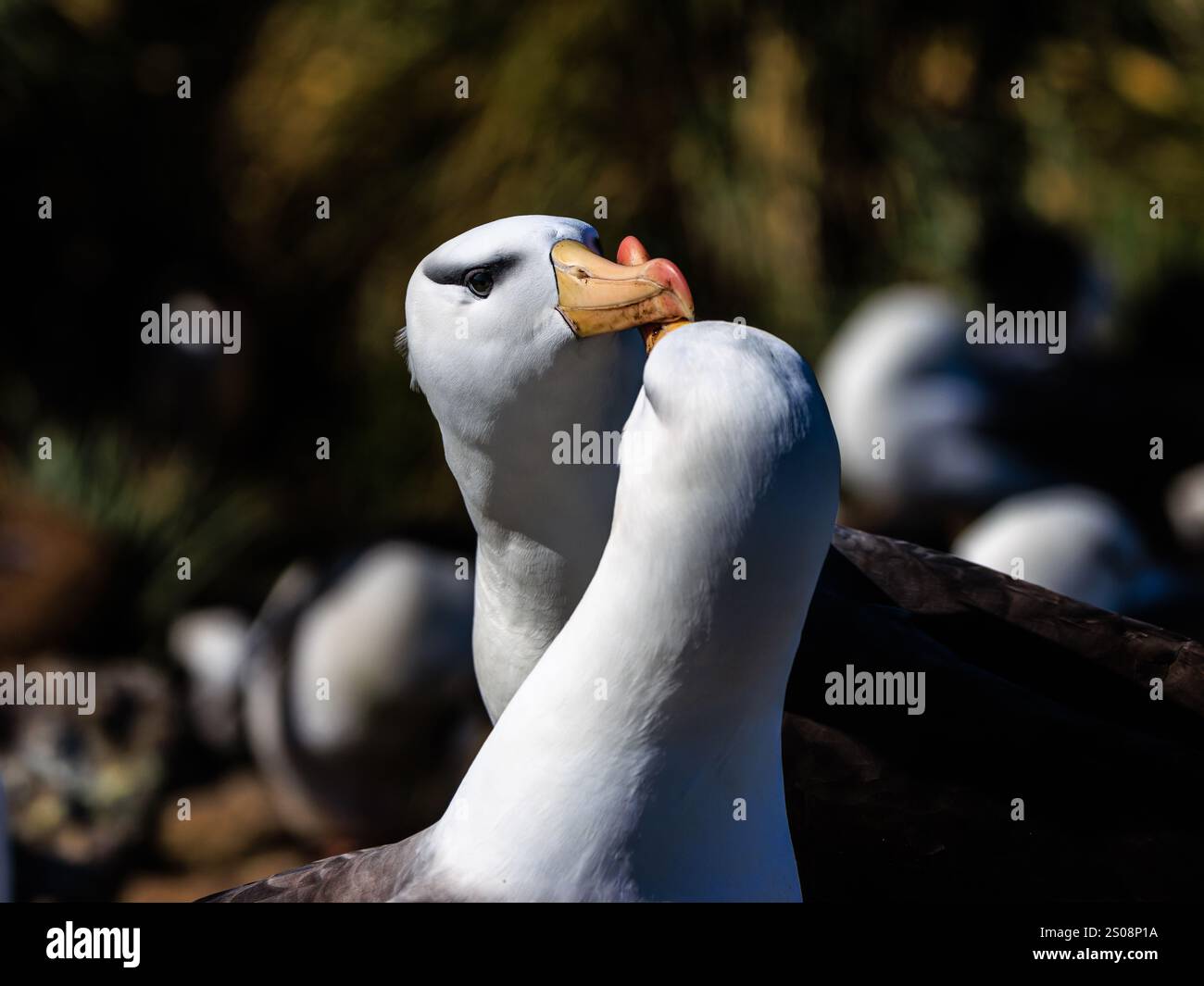 Nahaufnahme von zwei Schwarzschnabelalbatrossen Paarungsverhalten mit Schnabelklatschen und Schnabelschnabel, die sich gegenseitig die Augen anschauen Stockfoto