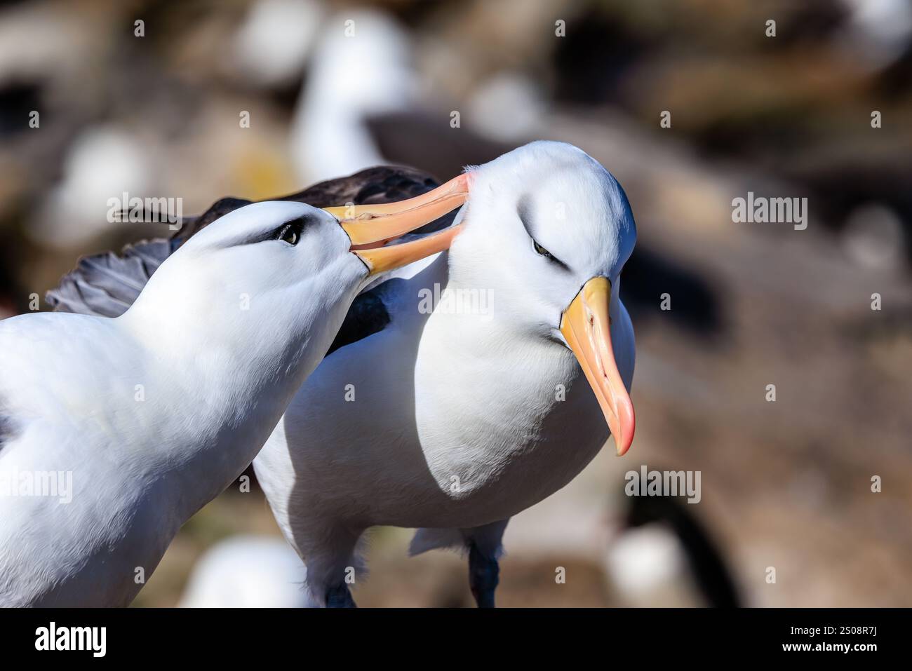Nahaufnahme von zwei Schwarzschnabelalbatrossen Paarungsverhalten einer geht dem anderen mit seinem orangefarbenen Schnabel vor Stockfoto