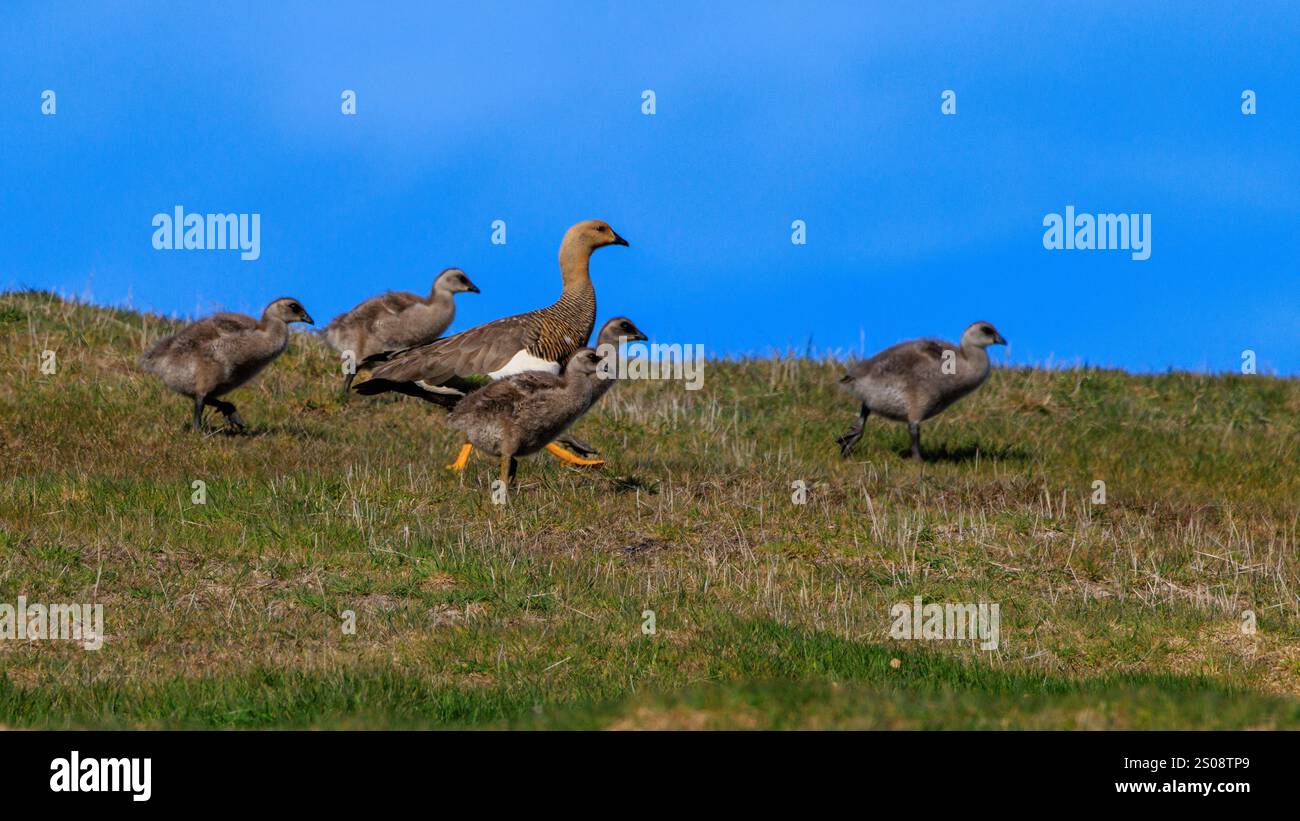 Eine erwachsene weibliche Hochlandgans mit vier Küken spazieren über ein grasbewachsenes Feld auf der West Point Island falklands Stockfoto