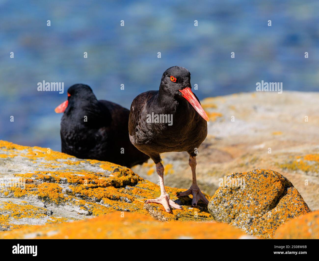 Schwarzer Austernfänger, der auf orangefarbenem Flechtenfelsen mit orangefarbenem, gelbem Auge und rotem Augenring steht, hervorstehend mit dem zweiten Vogel und dem Meer i Stockfoto