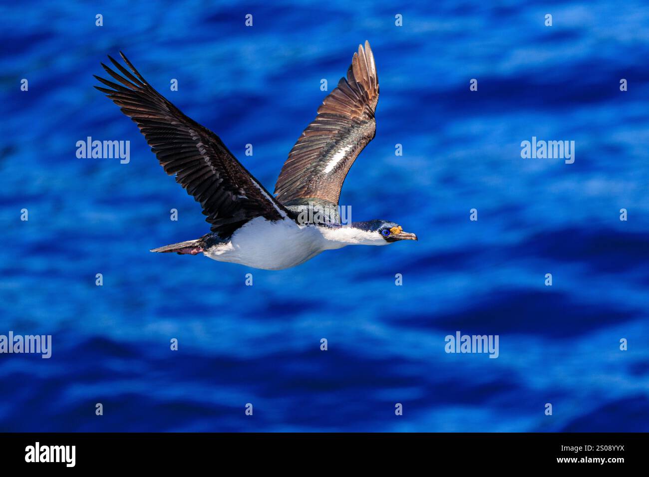 kaiserlicher Schweinehund oder blauäugiger Kormoran im Flug in der großen Kolonie auf Schweinefelsen in Seitenprofilen, die gegen das blaue scotia-Meer gestreckt sind Stockfoto