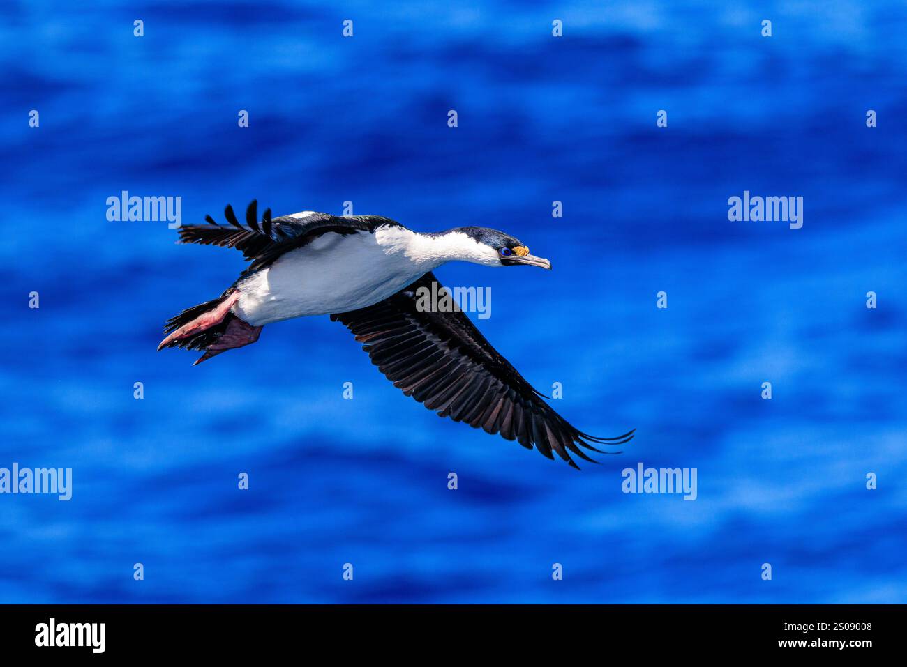 kaiserlicher Schweinehund oder blauäugiger Kormoran im Flug in der großen Kolonie auf Schweinefelsen in Seitenprofilen, die gegen das blaue scotia-Meer gestreckt sind Stockfoto