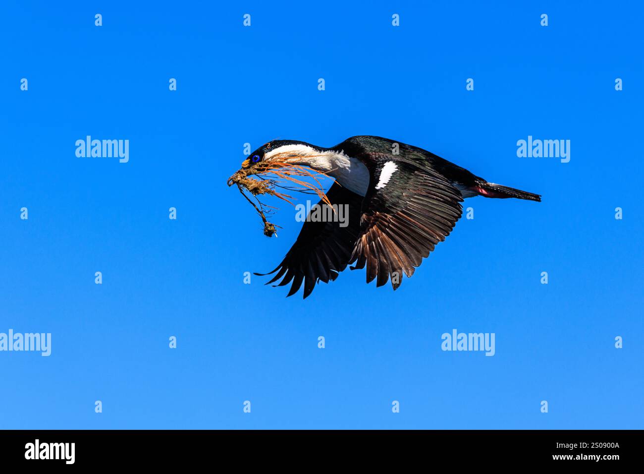 kaiserlicher Kumpel oder blauäugiger Kormoran im Flug, der Algen als Nistmaterial zurück in die Kolonie auf Kumpelfelsen in scotia in der Nähe von südgeorgien transportiert Stockfoto