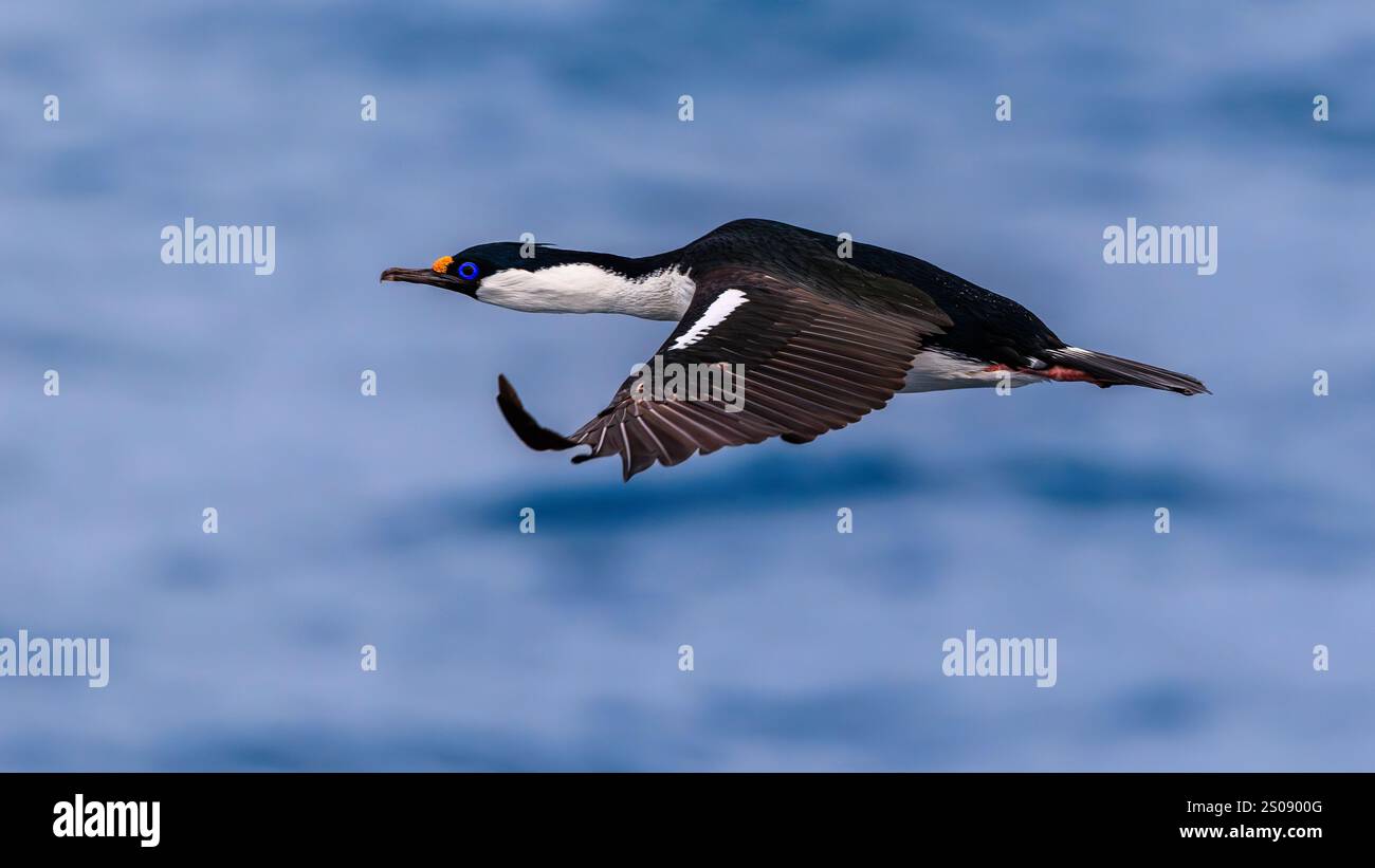 kaiserlicher Schweinehund oder blauäugiger Kormoran im Flug in der großen Kolonie auf Schweinefelsen in Seitenprofilen, die gegen das blaue scotia-Meer gestreckt sind Stockfoto