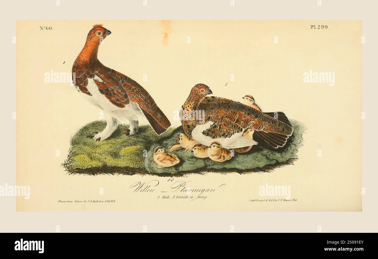 Das Weidenptarmigan (Lagopus lagopus). 1. Männlich 2. Weiblich und jung. Nach einer Illustration von John James Audubon im 5. Band seines Buches The Birds of America from Drawings Made in the United States and their Territories, veröffentlicht 1842. Spätere Färbung. Stockfoto
