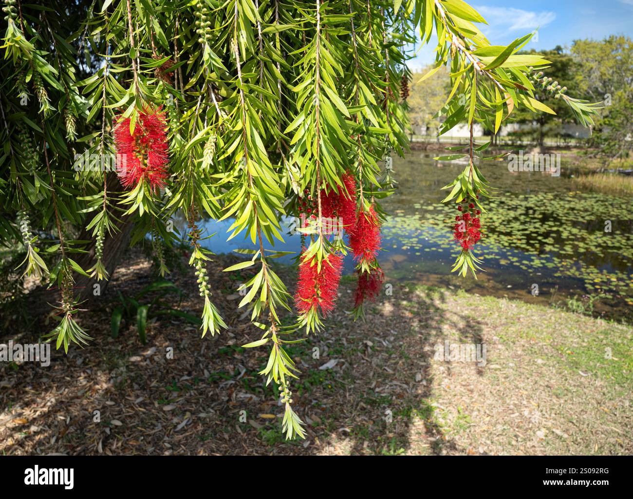 Weinende Großbrust, Callistemon viminalis, mit auffälligen roten Blumenhaufen, Knospen und Laub, die in Richtung Boden herabhängen. In Australien beheimatet. Stockfoto