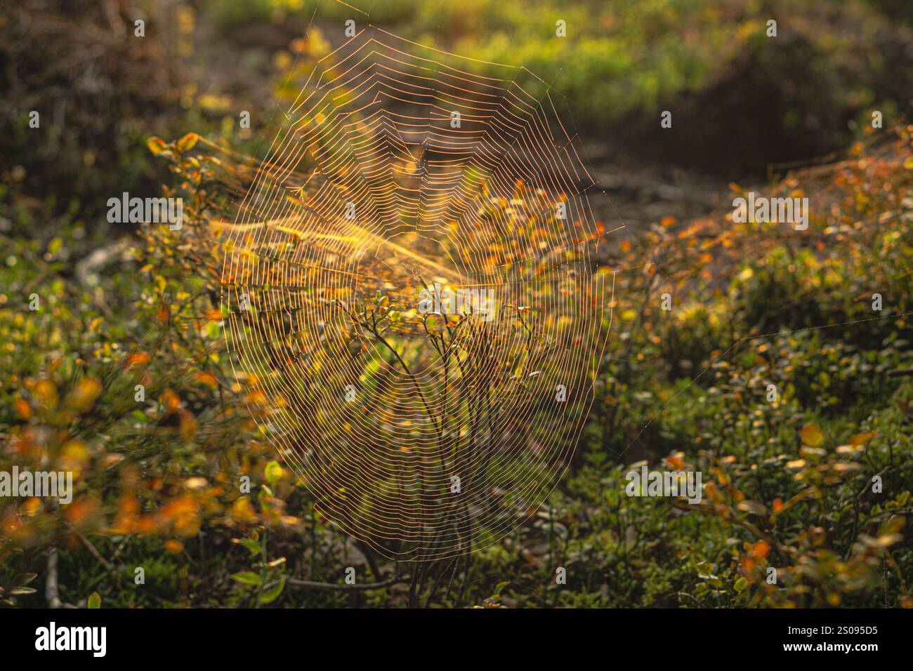 Im Gras ist ein Spinnennetz zu sehen. Das Netz ist sehr groß und befindet sich in der Mitte des Feldes Stockfoto