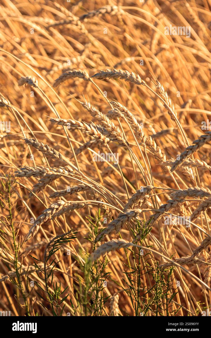 Im Vordergrund und Hintergrund wird ein Weizenfeld angezeigt. Der Weizen ist hoch und Golden, und das Feld ist voll davon. Konzept von Überfluss und Wachstum Stockfoto