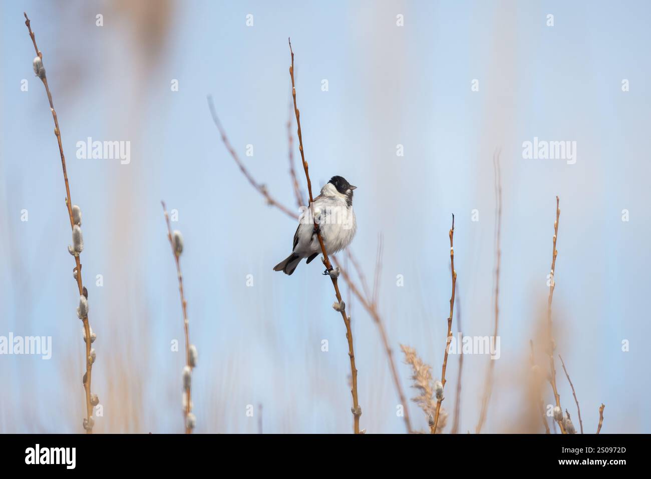 Ein Vogel ist an einem sonnigen Frühlingstag auf dem Ast, natürliches Foto von männlichen gemeinen Schilfffahnen im Freien Stockfoto