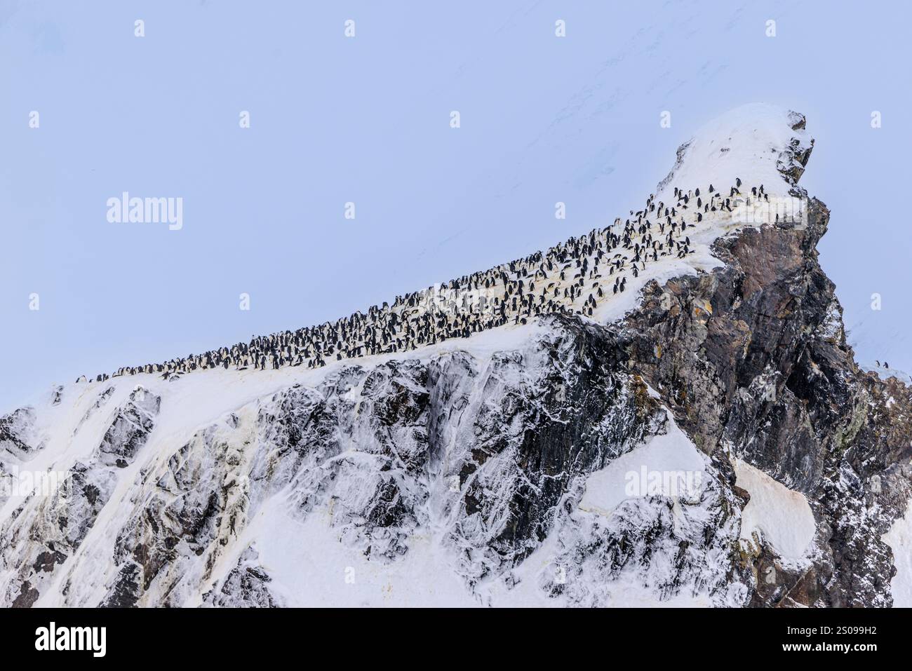 Ein steiler, schneebedeckter Felsvorsprung hat eine glatte, schneebedeckte Oberfläche, die mit Hunderten von Kinnpinguinen bedeckt ist Stockfoto