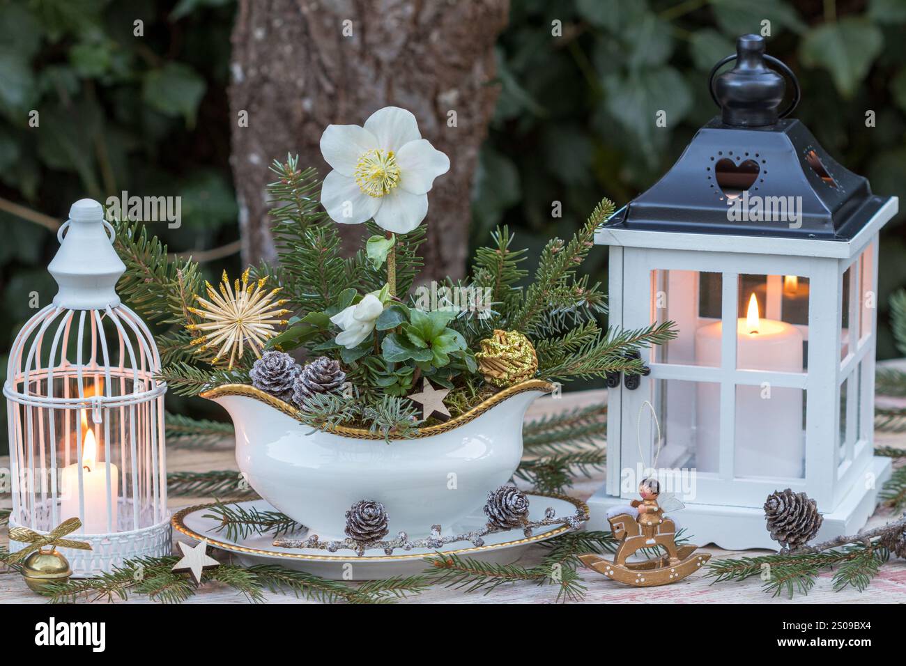 weihnachtsgartenarrangements mit helleborus niger in einem Saucenboot und Laternen Stockfoto