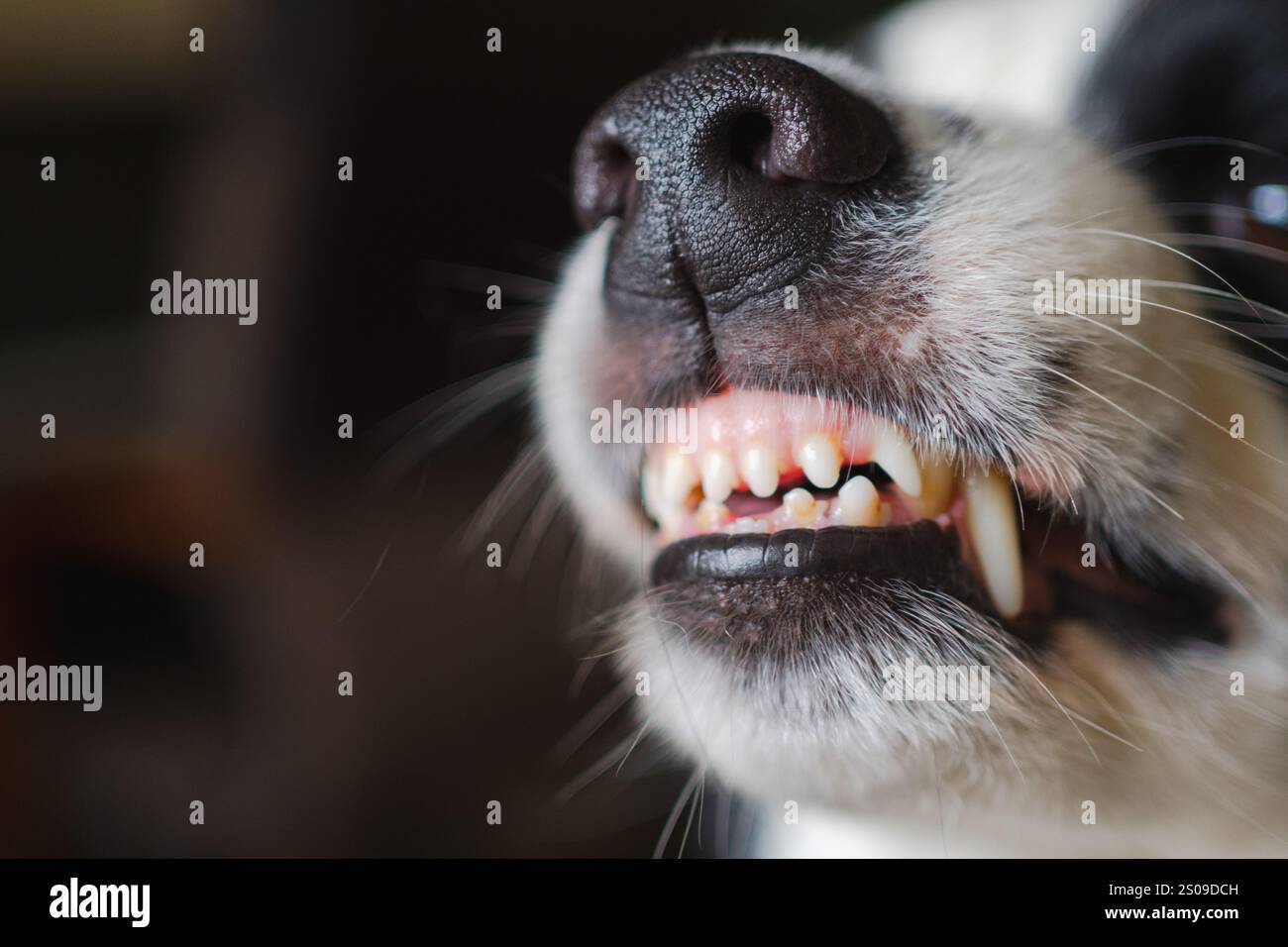 Gefährlicher wütender Hund. Aggressiver Welpen mit Collie und Zähnen, die aggressiv gefährlich aussehen. Wächter knurrender gruseliger Hund bereit für Angriff. Mit Tollwut infiziertes Haustier. Stockfoto